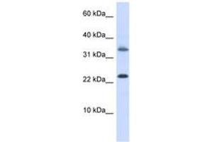 Image no. 1 for anti-Empty Spiracles Homeobox 1 (EMX1) (AA 180-229) antibody (ABIN6743452) (EMX1 Antikörper  (AA 180-229))