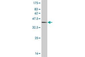 Western Blot detection against Immunogen (36. (HEY1 Antikörper  (AA 121-220))