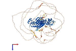 Inositol Polyphosphate-5-Phosphatase J (INPP5J) (AA 1-1006) protein (His tag)