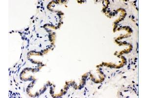 IHC testing of FFPE rat lung with COMT antibody. (COMT Antikörper  (AA 52-271))
