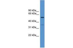 Image no. 1 for anti-Cochlin (COCH) (AA 141-190) antibody (ABIN6746617) (COCH Antikörper  (AA 141-190))