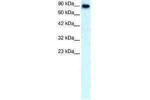 SLC4A1 antibody used at 0.