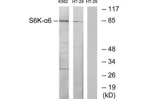 Western Blotting (WB) image for anti-Ribosomal Protein S6 Kinase, 90kDa, Polypeptide 6 (RPS6KA6) (C-Term) antibody (ABIN1850072) (RPS6KA6 Antikörper  (C-Term))