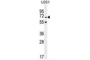 TNIP1 Antibody (C-term) western blot analysis in U251 cell line lysates (35 µg/lane). (TNIP1 Antikörper  (C-Term))