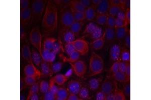 Immunofluorescence staining of methanol-fixed MCF7 cells Using HER2 (phospho- Tyr1221/ Tyr1222) antibody (E011076, Red) (ErbB2/Her2 Antikörper  (pTyr1221, pTyr1222))