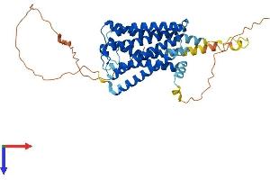 GPR63 Protein (AA 1-419) (His tag)