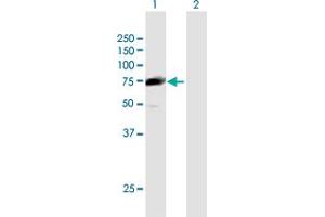Western Blot analysis of CCDC93 expression in transfected 293T cell line by CCDC93 MaxPab polyclonal antibody. (CCDC93 Antikörper  (AA 1-631))