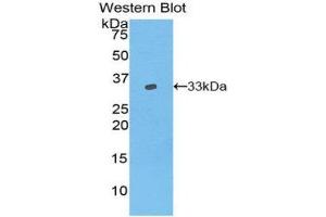 Western Blotting (WB) image for anti-Vang-Like 1 (Vangl1) (AA 229-476) antibody (ABIN1860912) (Vangl1 Antikörper  (AA 229-476))