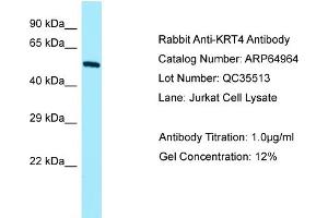 Western Blotting (WB) image for anti-Keratin 4 (KRT4) (N-Term) antibody (ABIN2790009) (KRT4 Antikörper  (N-Term))