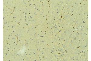 ABIN6273214 at 1/100 staining Mouse brain tissue by IHC-P. (CPLX2 Antikörper  (Internal Region))