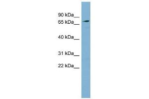 SLC7A2 antibody used at 1 ug/ml to detect target protein. (SLC7A2 Antikörper)