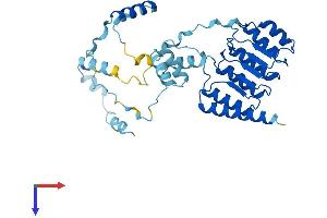 Tropomodulin 4 Protein (TMOD4) (AA 1-345) (His tag)