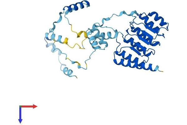 Tropomodulin 4 Protein (TMOD4) (AA 1-345) (His tag)