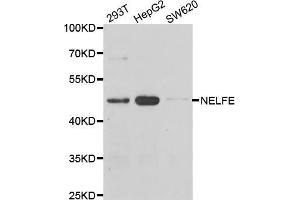 Western blot analysis of extracts of various cell lines, using NELFE antibody (ABIN5974213) at 1/1000 dilution. (RDBP Antikörper)
