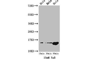 Western Blot Positive WB detected in: Hela cell acid extracts treated by NaB All lanes: HIST1H2AG antibody at 1. (HIST1H2AG Antikörper  (acLys5))