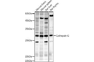 Western blot analysis of extracts of various cell lines, using Cathepsin G antibody (ABIN6127687, ABIN6139229, ABIN6139231 and ABIN6221273) at 1:500 dilution. (Cathepsin G Antikörper  (AA 21-255))