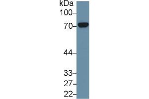 Detection of HSPA8 in Mouse Cerebrum lysate using Polyclonal Antibody to Heat Shock 70 kDa Protein 8 (HSPA8) (Hsc70 Antikörper  (AA 534-615))