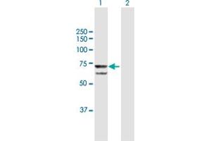 Western Blot analysis of PRPF31 expression in transfected 293T cell line by PRPF31 MaxPab polyclonal antibody. (PRPF31 Antikörper  (AA 1-499))