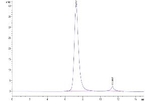 The purity of Human Fc gamma RIIIA/CD16a (F176) is greater than 95 % as determined by SEC-HPLC.