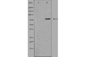 Western blot analysis of extracts from HeLa cells using OGFR antibody.