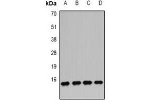 Western blot analysis of IFI6 expression in MCF7 (A), U251 (B), U937 (C), mouse pancreas (D) whole cell lysates.