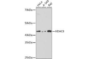 Western blot analysis of extracts of various cell lines, using HD Rabbit mAb (ABIN7267714) at 1:1000 dilution. (HDAC8 Antikörper)