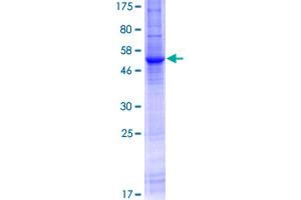 SLC8A3 Protein (AA 1-284) (GST tag)