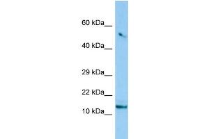 WB Suggested Anti-C8orf4 Antibody Titration: 1.