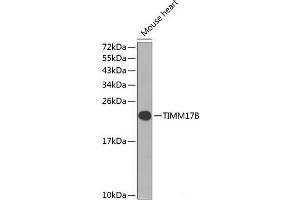 Western blot analysis of extracts of Mouse heart using TIMM17B Polyclonal Antibody at dilution of 1:1000. (TIMM17B Antikörper)