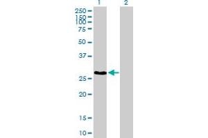 Western Blot analysis of UBE2Z expression in transfected 293T cell line by UBE2Z MaxPab polyclonal antibody. (UBE2Z Antikörper  (AA 1-246))