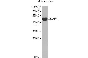 Western blot analysis of extracts of mouse brain, using NCK1 antibody.