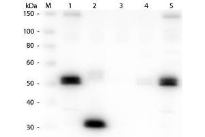 Western Blot of Anti-Rat IgG F(c) (GOAT) Antibody . (Ziege anti-Ratte IgG (Fc Region) Antikörper (Alkaline Phosphatase (AP)) - Preadsorbed)
