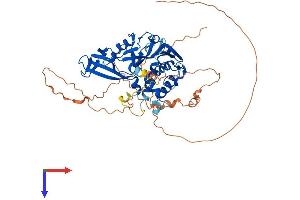 USP17L2 Protein (AA 1-530) (His tag)