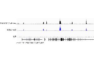 CUT&Tag data produced from human K562 cells using ABIN101961 as a secondary antibody in conjunction with an H3K4me3 antibody (middle) or without a primary antibody as negative control (bottom) in comparison to an ENCODE ChIP-seq data set (top). (Meerschweinchen anti-Kaninchen IgG (Heavy & Light Chain) Antikörper - Preadsorbed)