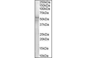 (1µg/ml) Staining of Hela lysate (35µg protein in RIPA buffer). (IRAK4 Antikörper  (N-Term))
