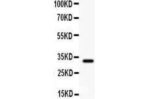 Anti- GST3/GST pi Picoband antibody, Western blotting All lanes: Anti GST3/GST pi at 0.