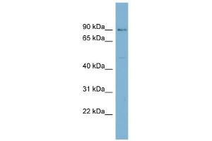 HECTD2 antibody used at 1 ug/ml to detect target protein. (HECTD2 Antikörper  (N-Term))