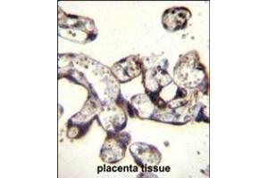 FKBP7 Antibody (C-term) (ABIN656813 and ABIN2846027) immunohistochemistry analysis in formalin fixed and paraffin embedded human placenta tissue followed by peroxidase conjugation of the secondary antibody and DAB staining. (FKBP7 Antikörper  (C-Term))