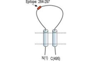 Representative domain view of the target of ABIN7884755.
