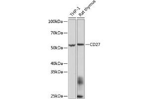 Western blot analysis of extracts of various cell lines, using CD27 Rabbit mAb (ABIN7266175) at 1:1000 dilution. (CD27 Antikörper)