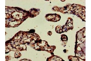 Immunohistochemistry of paraffin-embedded human placenta tissue using ABIN7151774 at dilution of 1:100 (ELMO2 Antikörper  (AA 304-371))
