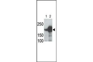 LRP5 Antibody (C-term) (ABIN390099 and ABIN2837931) is used in Western blot to detect recombinant human LRP5 (Lane 1) and mouse LRP5 (Lane 2) proteins in transfected 293 cell lysates. (LRP5 Antikörper  (C-Term))