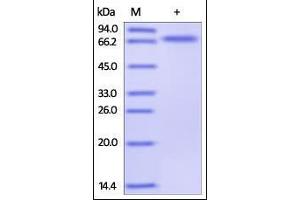 Human OX40, Fc Tag on SDS-PAGE under reducing (R) condition. (TNFRSF4 Protein (AA 29-216) (Fc Tag))