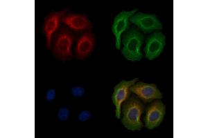 ABIN6256612 and ABIN6267176 staining heat-shock treated Hela cells by IF/ICC. (INPP5D Antikörper  (pTyr1020, pTyr1022))