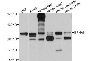 Western blot analysis of extract of various cells, using EPHA8 antibody.