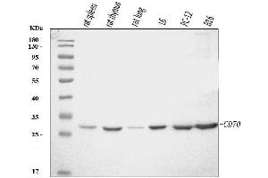 Western blot analysis of Cd70 using anti-Cd70 antibody (ABIN7601463).