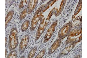 Image no. 1 for anti-Cytochrome C Oxidase Subunit VIc (COX6C) (AA 1-76) antibody (ABIN598621) (COX6C Antikörper  (AA 1-76))