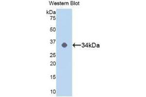 Detection of Recombinant MAPK14, Human using Polyclonal Antibody to Mitogen Activated Protein Kinase 14 (MAPK14) (MAPK14 Antikörper  (AA 19-279))