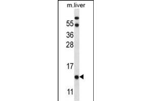 UQCRB Antibody (Center) (ABIN656885 and ABIN2846085) western blot analysis in mouse liver tissue lysates (35 μg/lane). (UQCRB Antikörper  (AA 34-61))