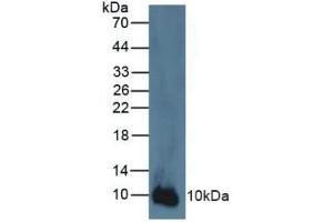 Western blot analysis of Human A431 Cells. (S100A2 Antikörper  (AA 2-98))